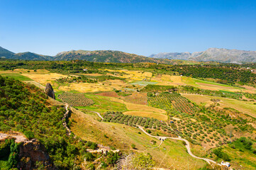 Fototapeta na wymiar Rural areas with olive trees plantations as seen from hills of town of Ronda in Andalusia, Spain