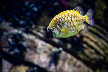 The copperband butterflyfish (Chelmon rostratus)