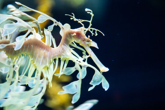 154 Best Leafy Sea Dragon Images Stock Photos Vectors Adobe Stock