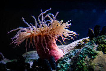 Naklejka na ściany i meble Colourful sea anemones (Actiniaria) underwater