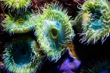 Fototapeta na wymiar Colourful sea anemones (Actiniaria) underwater