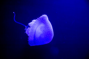 Phyllorhiza punctata blue white spotted jellyfish