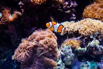 Fototapeta na wymiar Nemo, the Ocellaris clownfish, Amphiprion ocellaris, orange clownfish that live in sea anemones