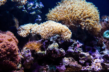Naklejka na ściany i meble Underwater view of vibrant planted aquarium