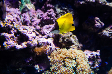 Fototapeta na wymiar Underwater view of vibrant planted aquarium