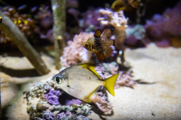 Underwater view of vibrant planted aquarium
