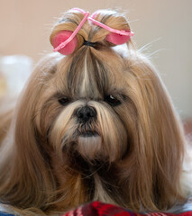 Shih Tzu at the hairdresser