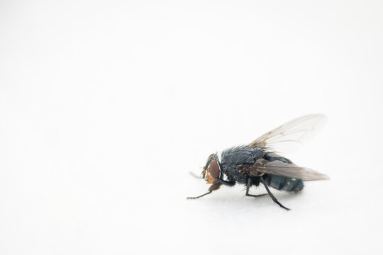 Fliege