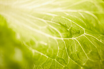 Close-up of lettuce leaf on the table indoors.
