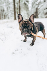 Portrait of a funny happy French bulldog dog with a wooden stick in his mouth outdoors in winter in the park.The concept of training and education of the dog.Vertical orientation
