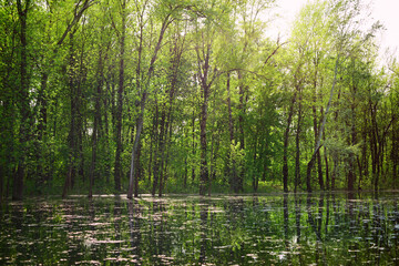 Panoramic view of deciduous forest in spring.