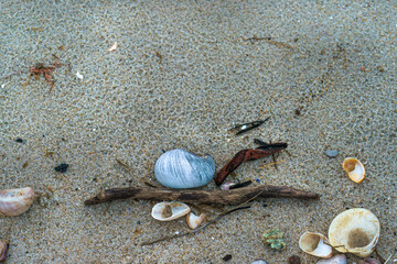 shells and nature in the sand