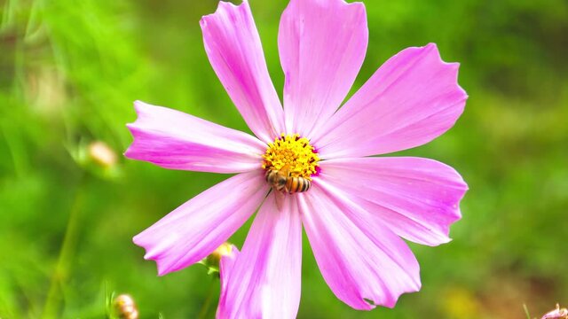 Beautiful and wonderful pink and red flower with large, elongated petals. Yellow pollen is seen on the flower. A small bee comes flying. Detail plane.
