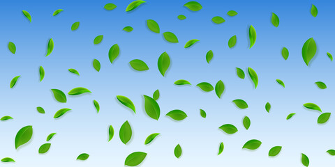 Falling green leaves. Fresh tea chaotic leaves fly