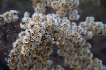 dry flower