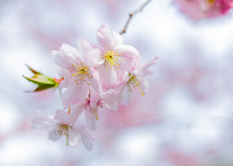 Obraz premium spring cherry blossom on pink and blue backdrop