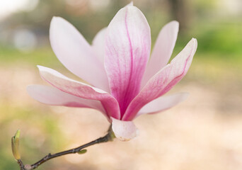 Obraz premium spring pink magnolia blossom