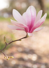 spring pink magnolia blossom © Lenzation Studio