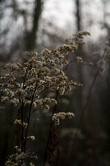 dry flower