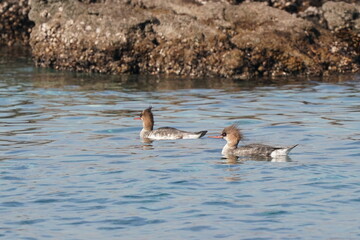 red breasted merganser in the sea