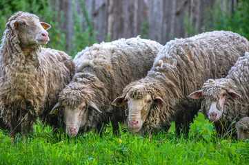 Fototapete bei efototapeten.de bestellen   