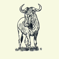 Vintage hand drawn horn bison
