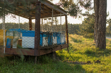 Apiary with beehives on a car platform  in a field. Mobile apiary with hives on wheels. Honey is rich in nutritional and medicinal properties.