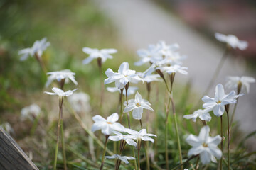 5月に咲く白い花