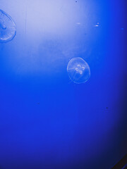 jellyfish in aquarium