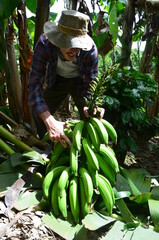 Male farmer selling fresh plantains. Young male farmer with green bananas. Puerto Rican plantain farm. 