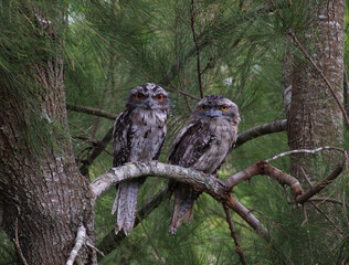 Tawny Frogmouths