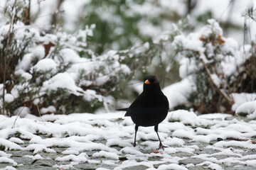 Amsel im Schnee in deutschem Garten im Winter, kalt, auf der Suche nach Vogelfutter
