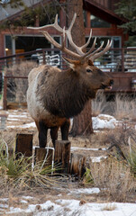 Elk with tall antlers standing in front of a house near Rocky Mountain National Park in Colorado during winter