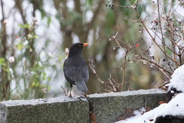 Amsel im Schnee in deutschem Garten im Winter, kalt, auf der Suche nach Vogelfutter