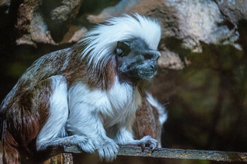 Black and white Cotton-top tamarin monkey sitting on a tree
