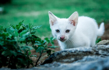 Young kitten playing in the park