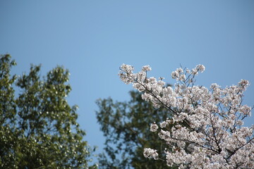 桜と空