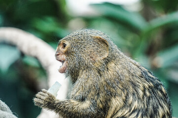 Pygmy marmoset monkey - side view