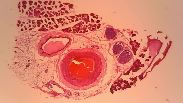 Microscope Rabbit Artery and Vein Cross Section 800x