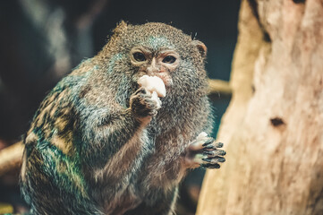 Pygmy marmoset monkey eating  something