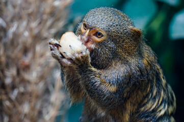 Pygmy marmoset monkey eating  something