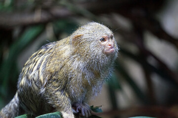 Pygmy marmoset monkey sitting on branch