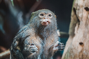 Pygmy marmoset monkey eating  something