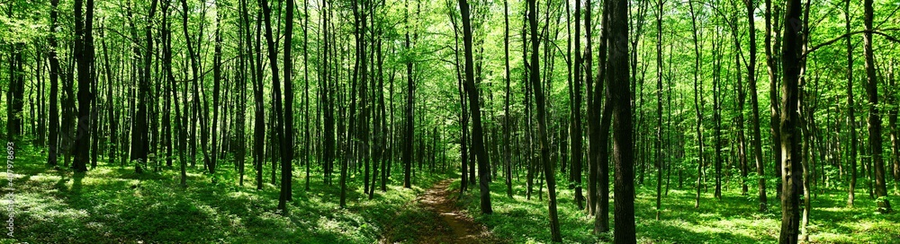 Wall mural Panoramic view of the beech forest in the spring in the mountains.