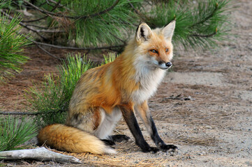 red fox in the woods