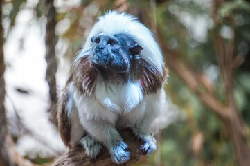 Black and white Cotton-top tamarin monkey sitting on a tree