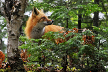 red fox in the woods