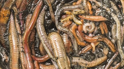Many earthworms crawling together closeup photo