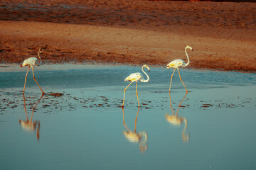 A flamboyance of greater flamingos wading in the water in golden light at sunset, Dubai.