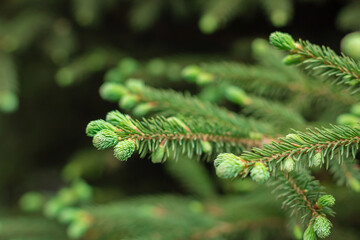 Blooming spruce shoots on coniferous branches at spring, closeup new fresh tender needles, natural background